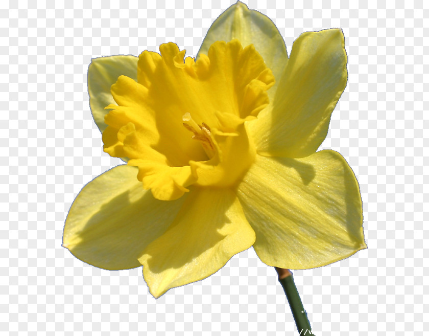 Flower Petal Narcissus Pseudonarcissus Amaryllis PNG
