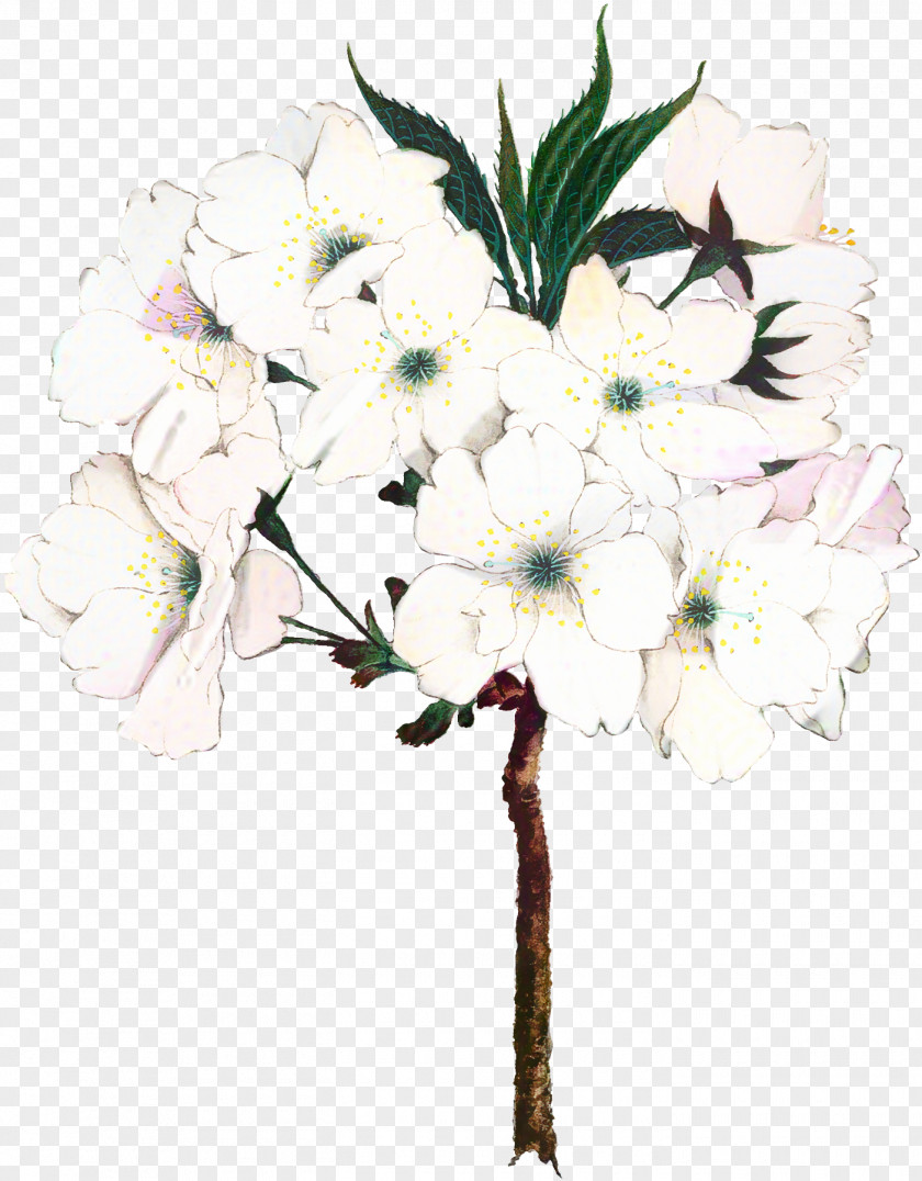 Geranium Magnolia Family Cherry Blossom Tree Drawing PNG