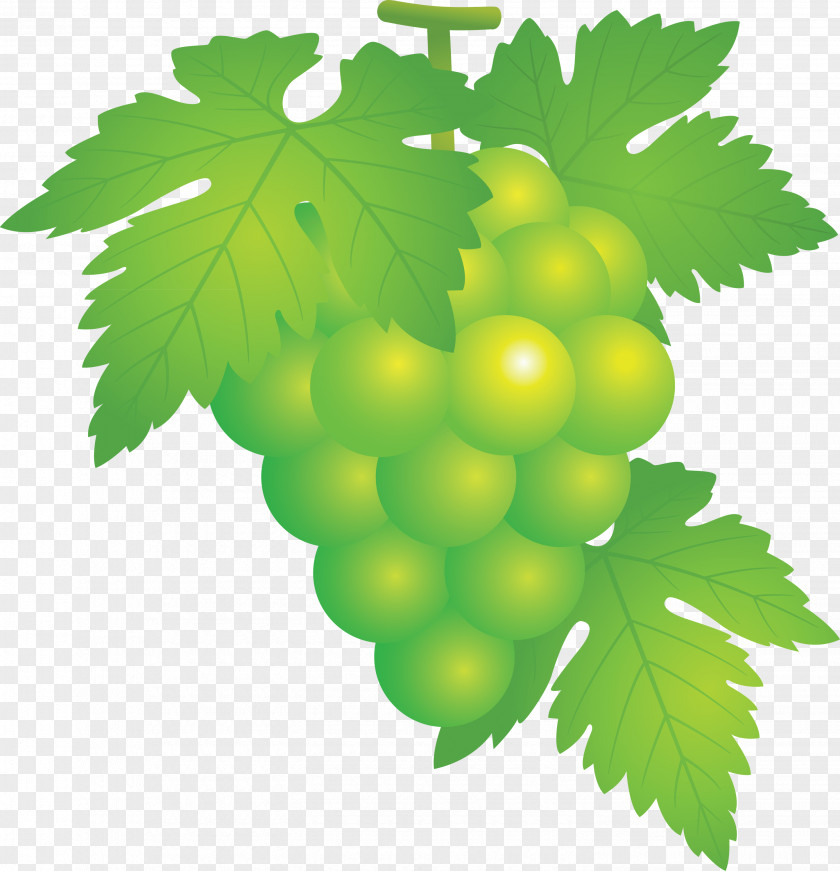 Grape Grapes Fruit PNG