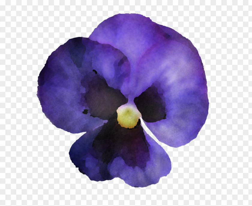 Pansy Morning Glory Violet Purple Petal Flower Plant PNG