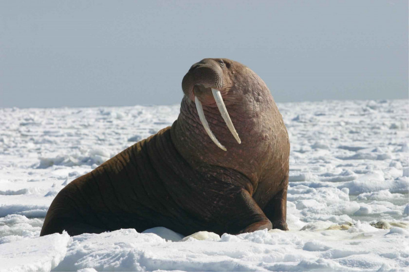 Walrus Migration United States Arctic Ivory PNG
