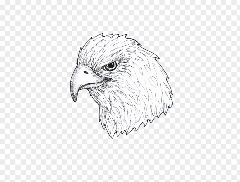Falcon Bald Eagle Hawk Buzzard Beak Sketch PNG