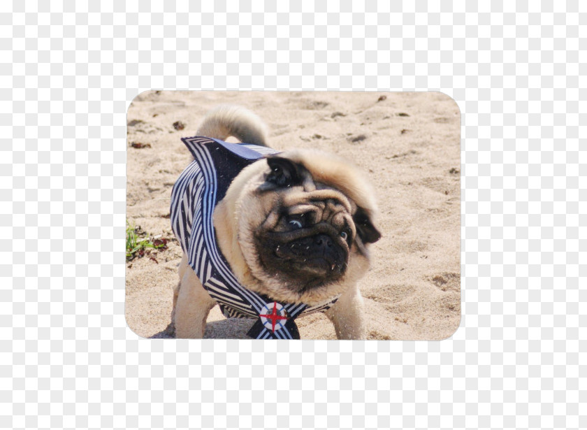Pug Watercolor Dog Breed Toy Snout Sailor PNG