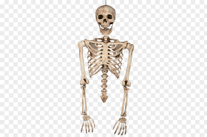 Skeleton Human Bone Arm Body PNG