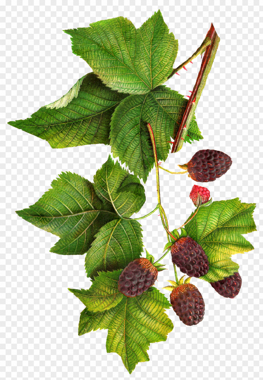 Botanical BlackBerry Clip Art PNG