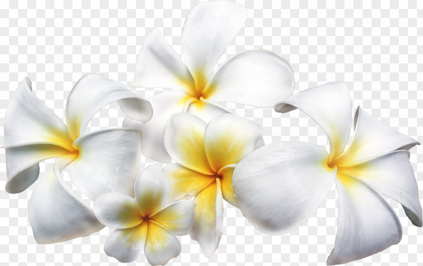 Frangipani Flower Clip Art PNG