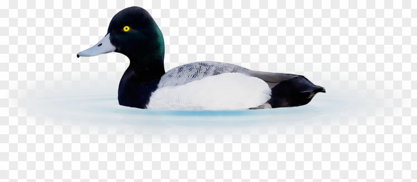 Lesser Scaup Mallard Bird Duck Water Ducks, Geese And Swans Beak PNG