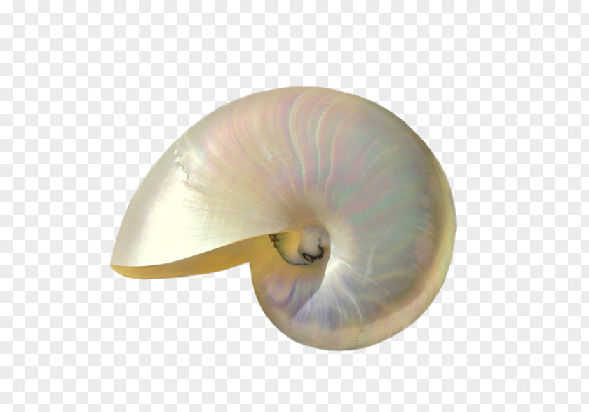 Seashell Nautilida PNG