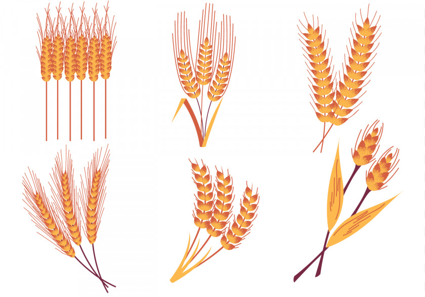 Wheat Emmer Rice Crop PNG