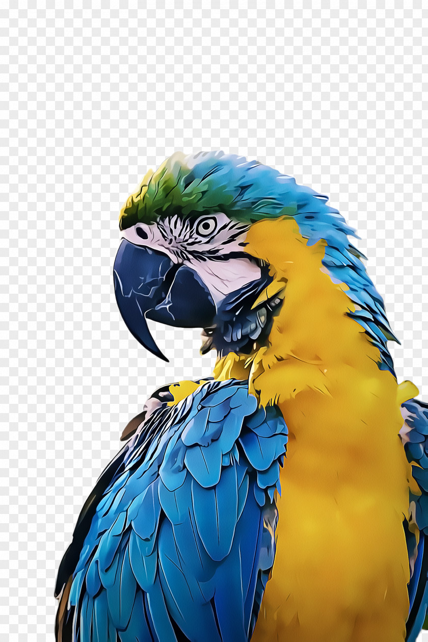 Feather Parakeet Bird Parrot PNG