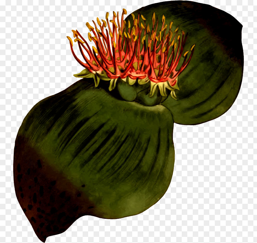 Flower Fruit Leaf PNG