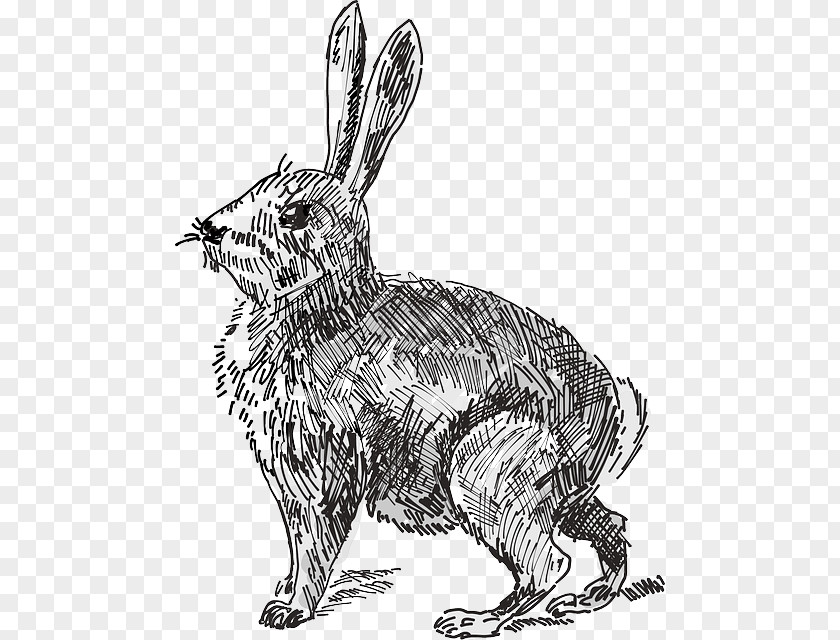 Animal Ear Hare White Rabbit The Velveteen Clip Art PNG