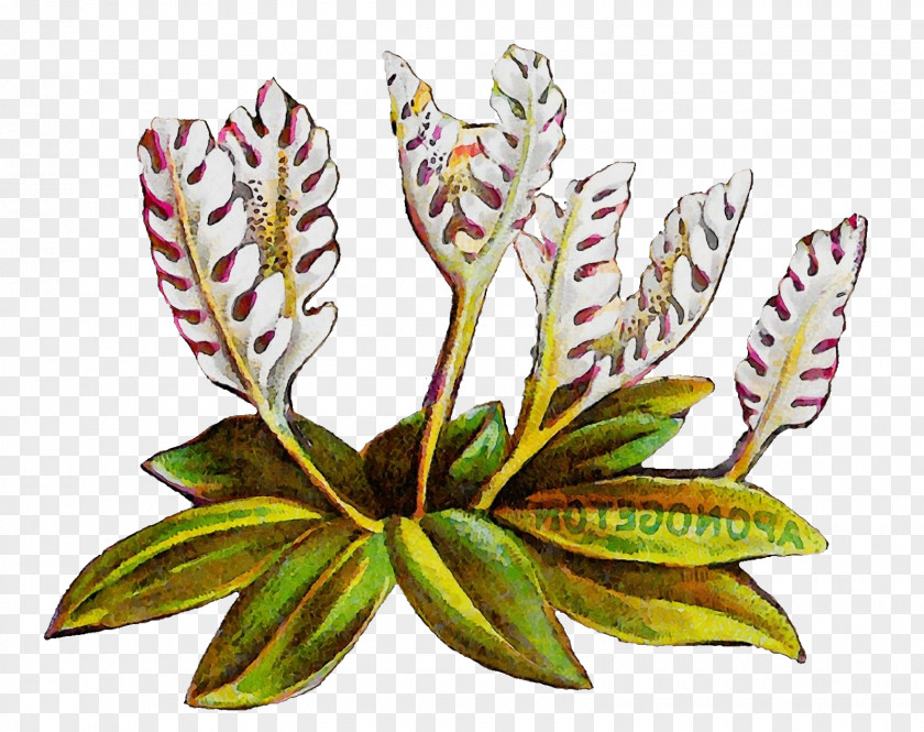 Crinum Jewel Orchid Flower Leaf Plants PNG