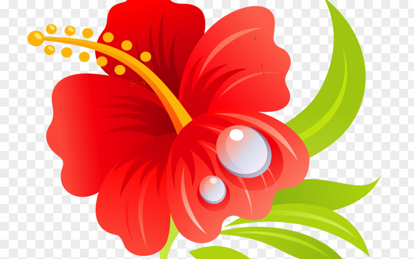 Flower Shoeblackplant Mallows Hawaiian Hibiscus Roselle Clip Art PNG