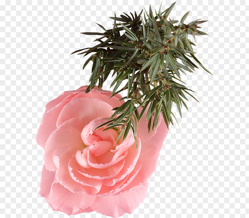 Rose Clip Art PNG