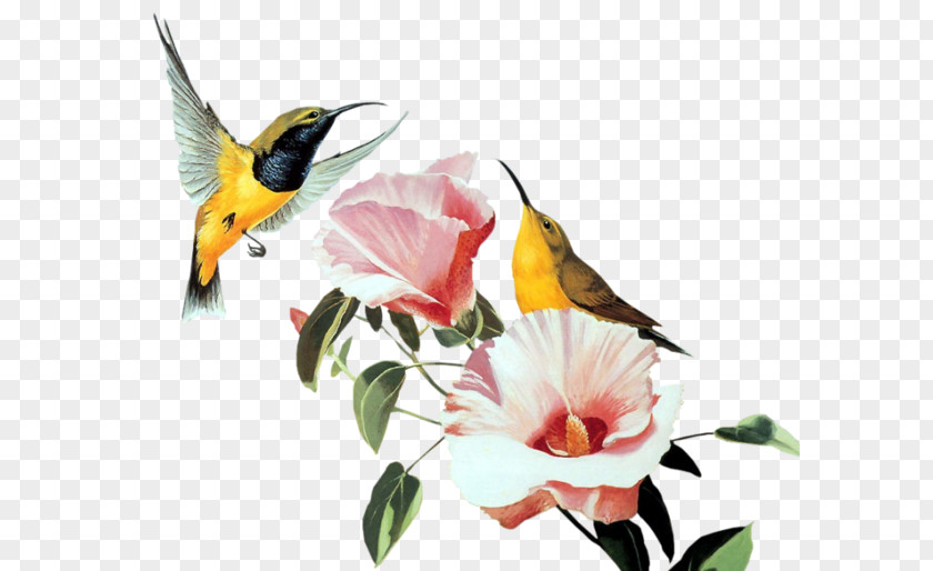 Bird Hummingbird Desktop Wallpaper PNG