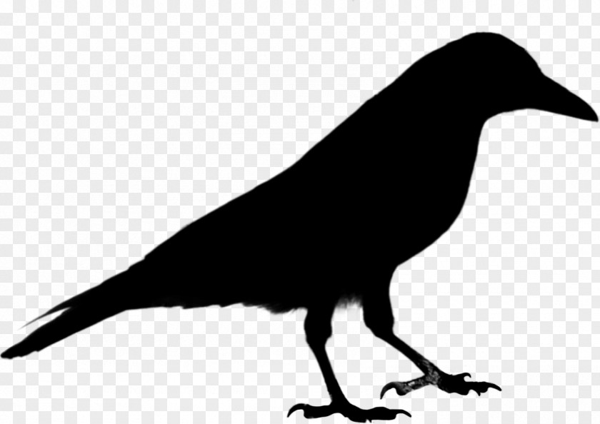 Common Raven Crow Clip Art Vector Graphics Bird PNG