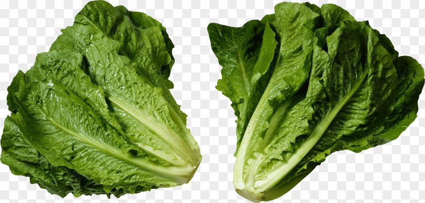 Green Salad Image Romaine Lettuce E. Coli Food PNG