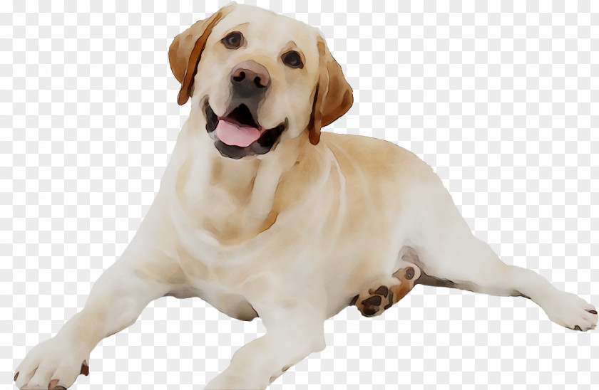Labrador Retriever Puppy Dog Breed Insurance Shih Tzu PNG