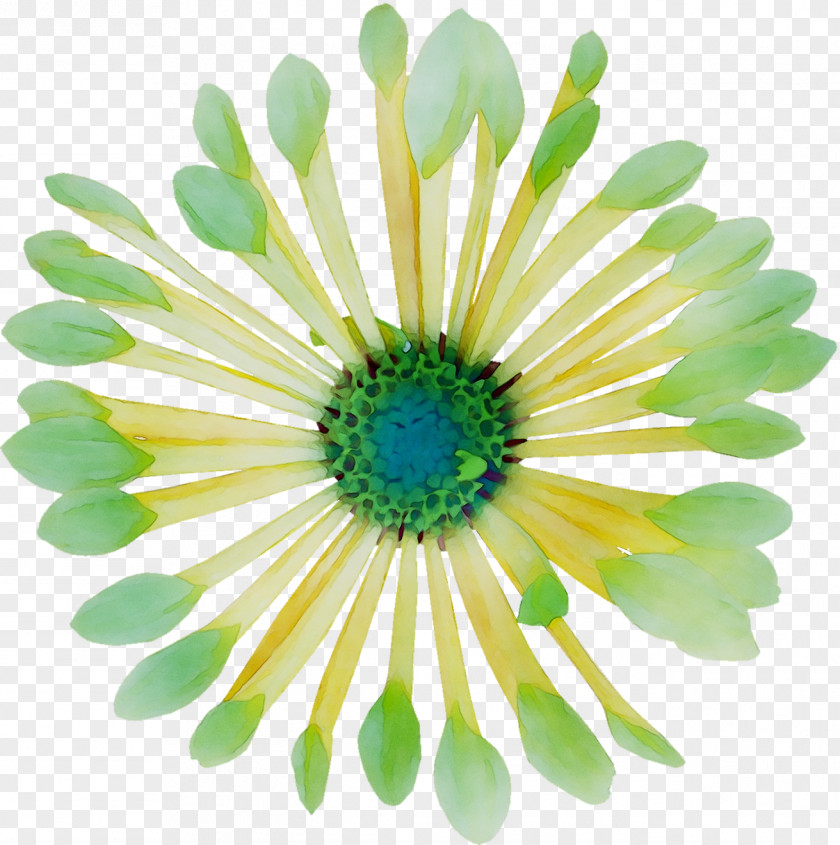 Oxeye Daisy Chrysanthemum Transvaal Cut Flowers Petal PNG
