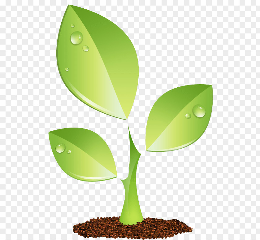 Plant Green PNG