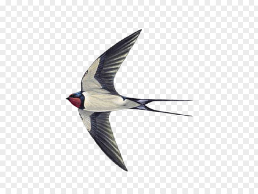 Sparrow Swallow Tattoo Helicopter PNG