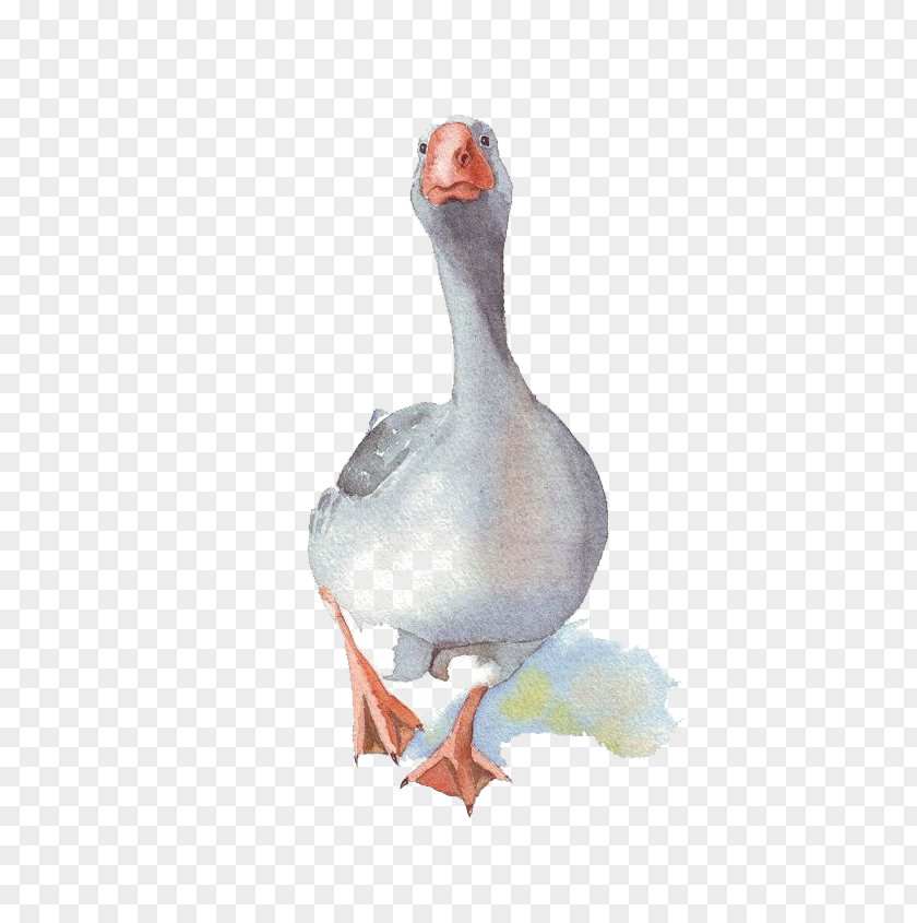 Watercolor Big Goose Domestic Painting Paper PNG