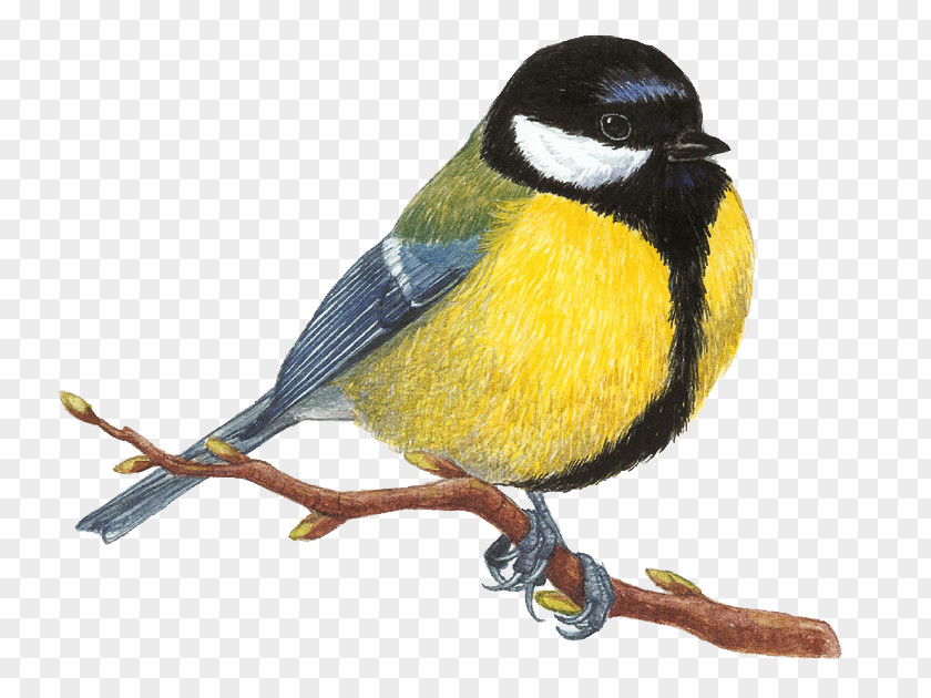 Bird Great Tit Mésange Drawing Spotted Woodpecker PNG