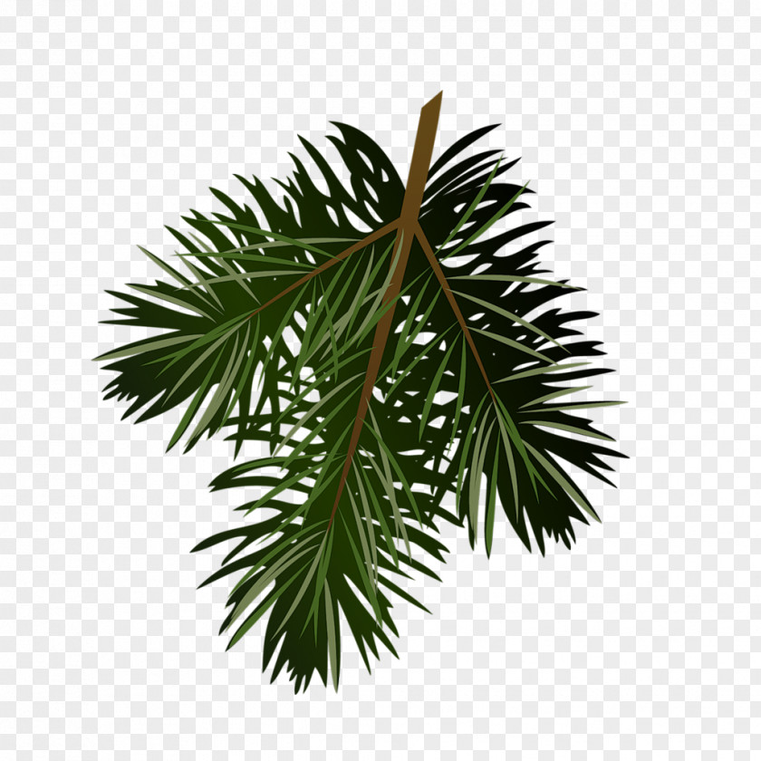 Bun Pine Conifer Cone Clip Art PNG