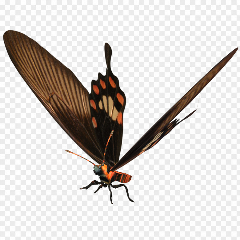 Butterfly Brush-footed Butterflies Moth Insect Wing PNG