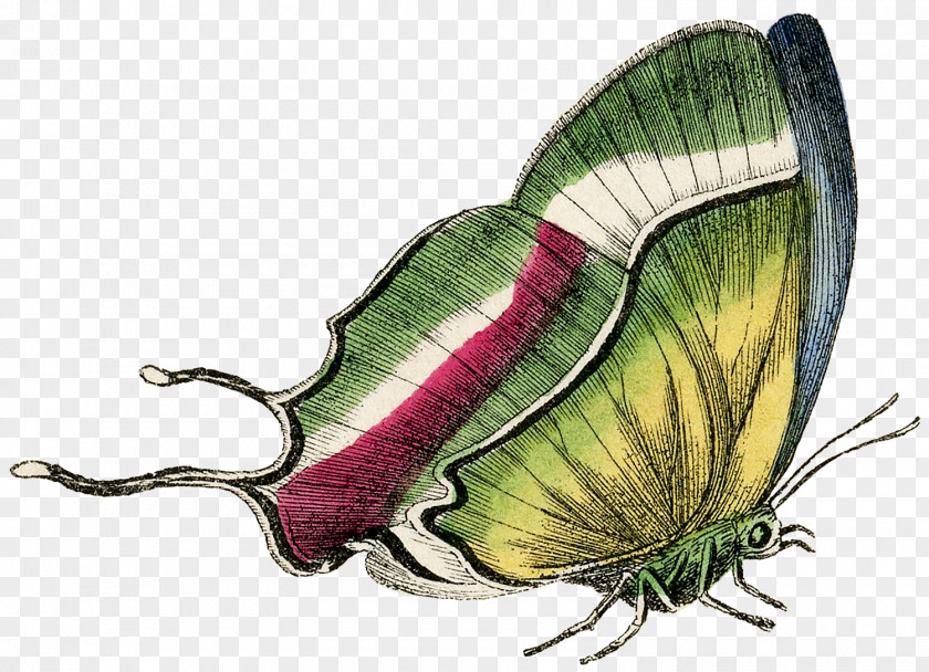 Cabbage Butterfly PNG