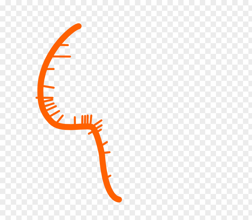 Clip Art Logo Line Organism Orange S.A. PNG