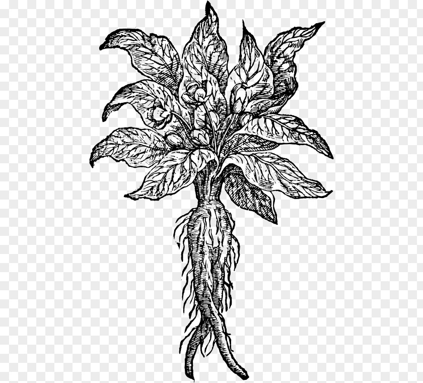 Mandrake The Drawing Root Plant PNG
