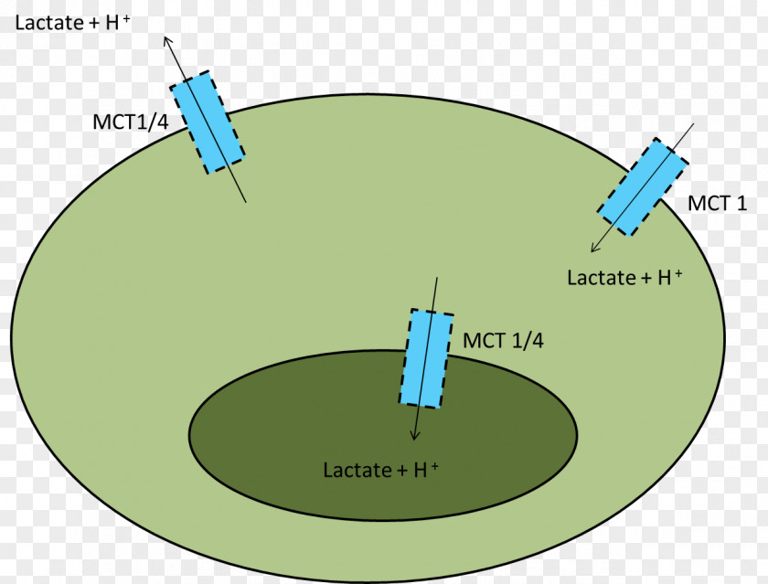 Blood Monocarboxylate Transporter 1 Lactic Acid Muscle Anaerobic Exercise PNG