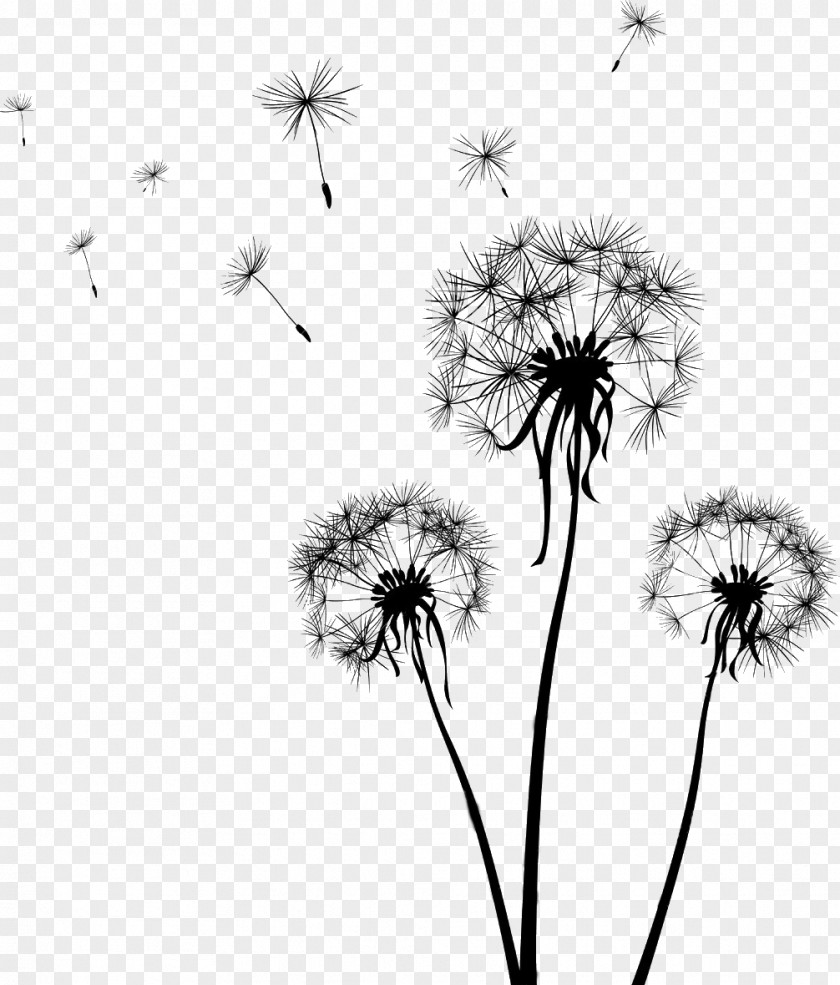 Dandelion Drawing Clip Art PNG