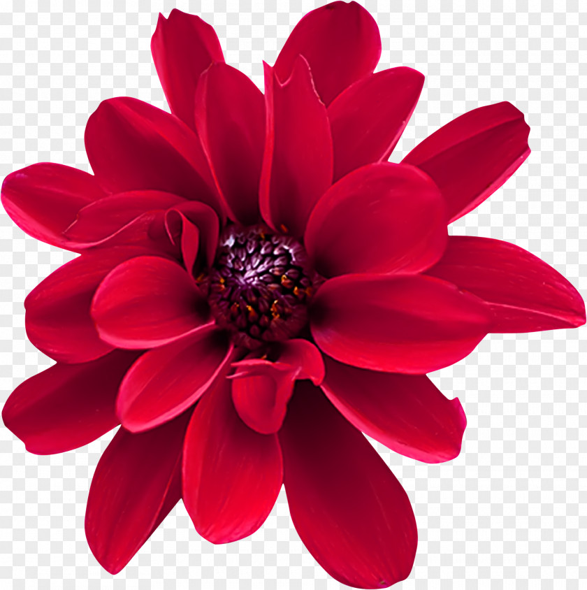 Flower Dahlia Red Cut Flowers Gift PNG