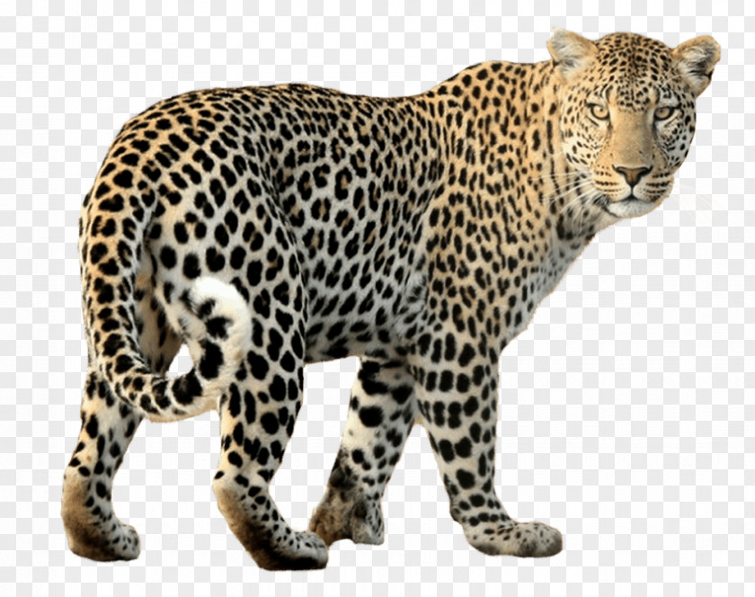 Leopard Black Panther Cheetah Jaguar PNG