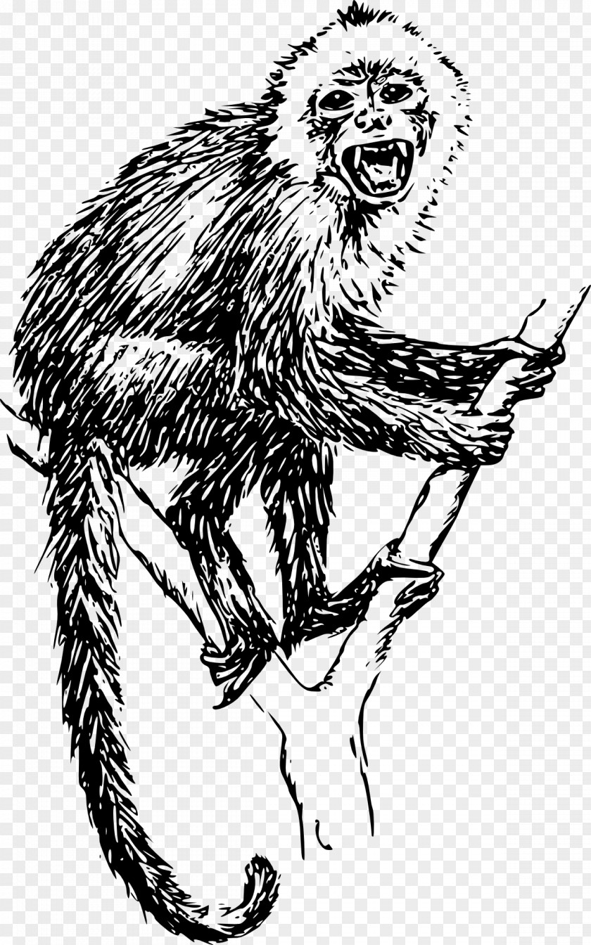 Monkey Capuchin Ape Drawing Howler PNG