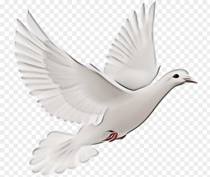 Peace Symbols Lari Dove Bird PNG