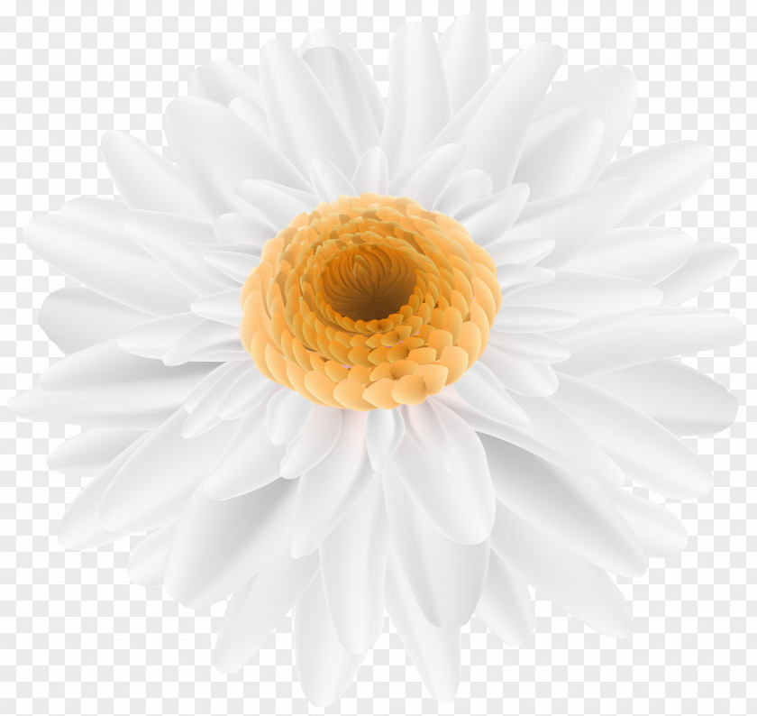 White Flower Stock Photography Royalty-free Depositphotos PNG