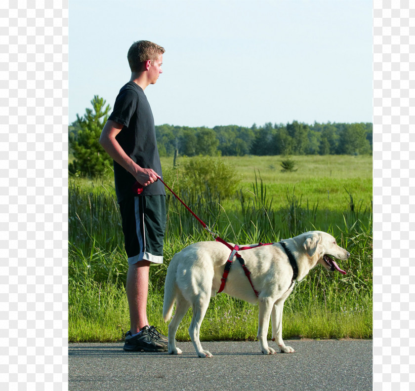 Dog Breed Harness Leash Walking PNG