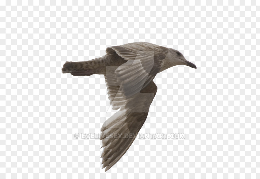 Gull Gulls Bird DeviantArt Photography PNG