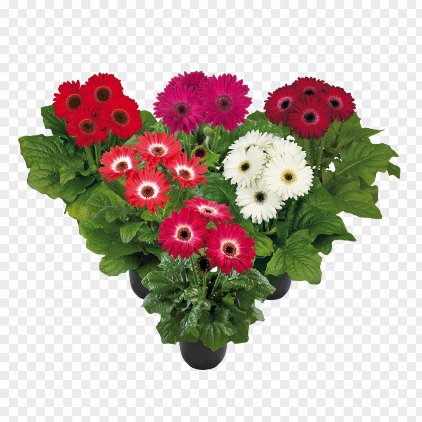 Jack Frost Leaves Cut Flowers Floristry Rose Hardy Gerbera Garvinea Sweet Collection PNG