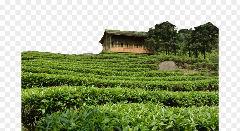 Tea Field Town Of Longjing Gupo Mountain Chatianzhen PNG