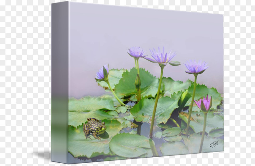 Water Lilly Egyptian Lotus Nymphaea Aquatic Plants Nouchali Nelumbo Nucifera PNG