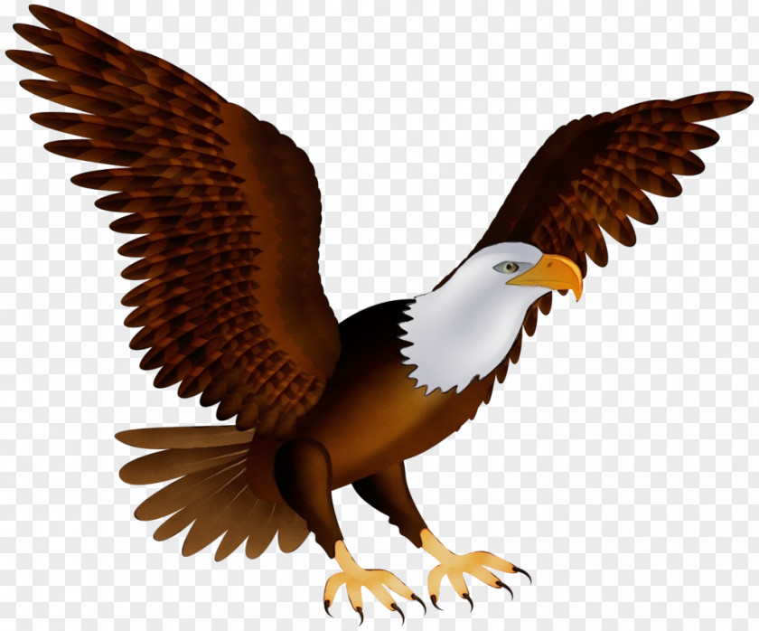 Wing Kite Bird Of Prey Eagle Accipitridae Bald PNG