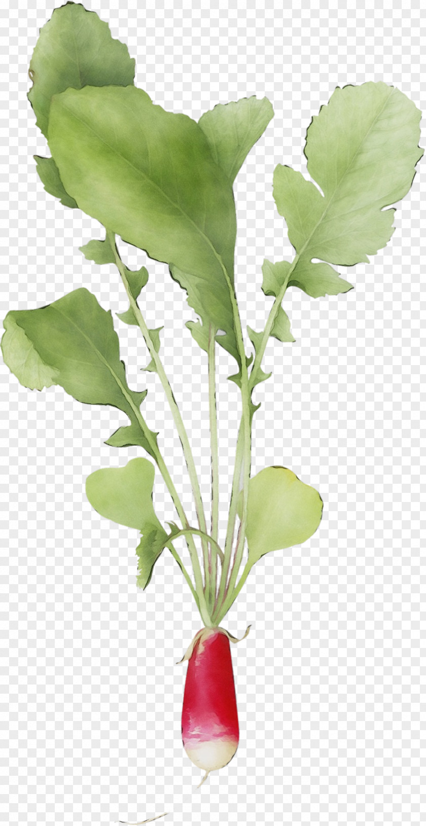 Flowerpot Anthurium Flower Plant Flowering Leaf Radish PNG