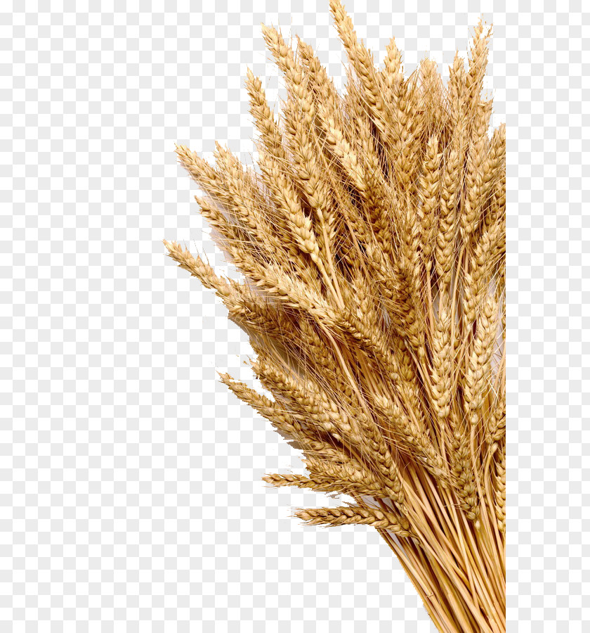 Mature Wheat Ear Cereal Whole Grain Stock Photography PNG