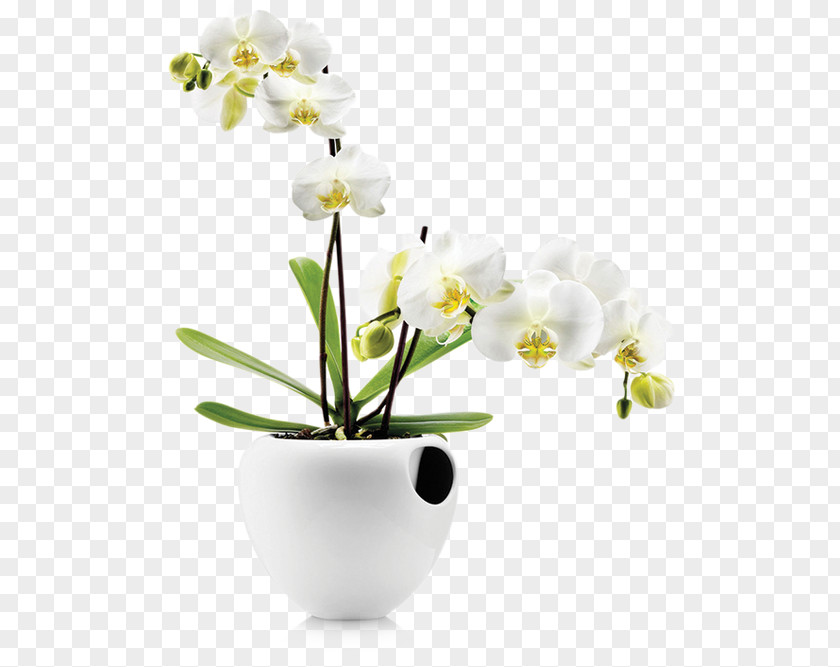 Plant Orchids Flowerpot Watering Cans PNG