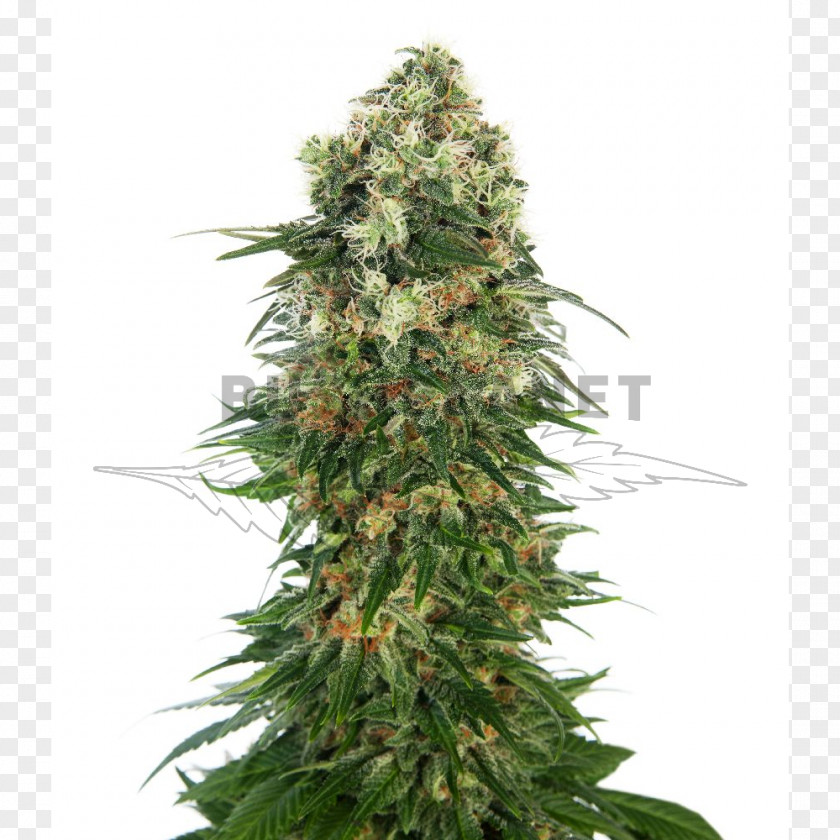 Skunk Shiva Autoflowering Cannabis Marijuana PNG